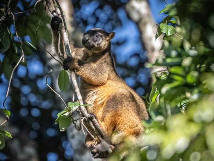 Tree Kangaroo