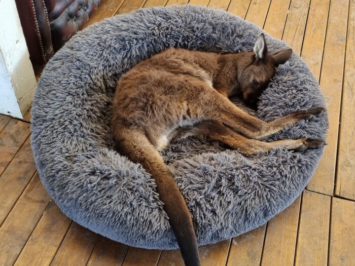 Wallaby, Flinders Island