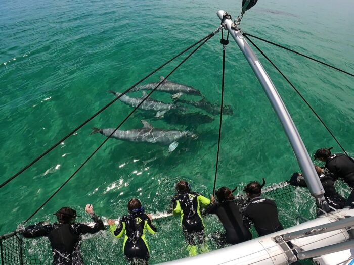 Wild Dolphin Swim