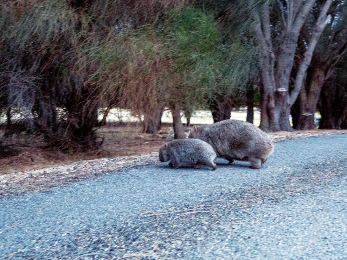 Wombat Crossing