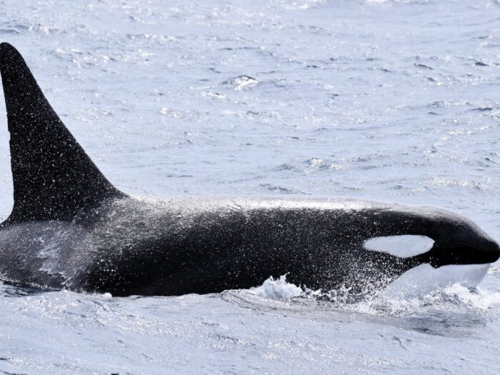 Orca 4 Whale Watch Western Australia Web