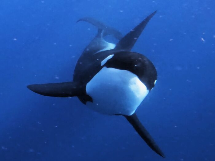 Orca 5 Whale Watch Western Australia Web