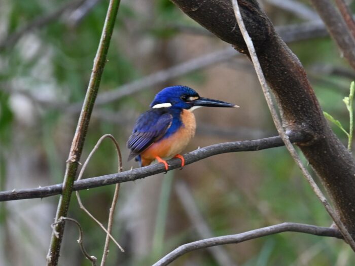Azure Kingfisher