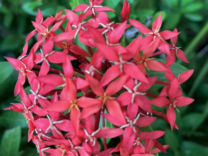 Ixora Coccinea Aka Jungle Geranium