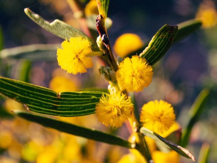 Wattle