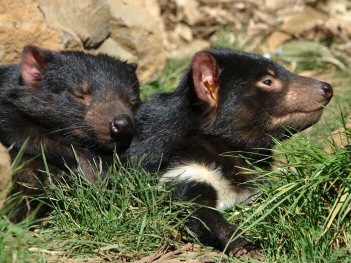 Tasmanian Devils Tourism Tasmania
