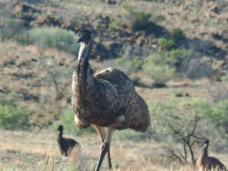 Emu