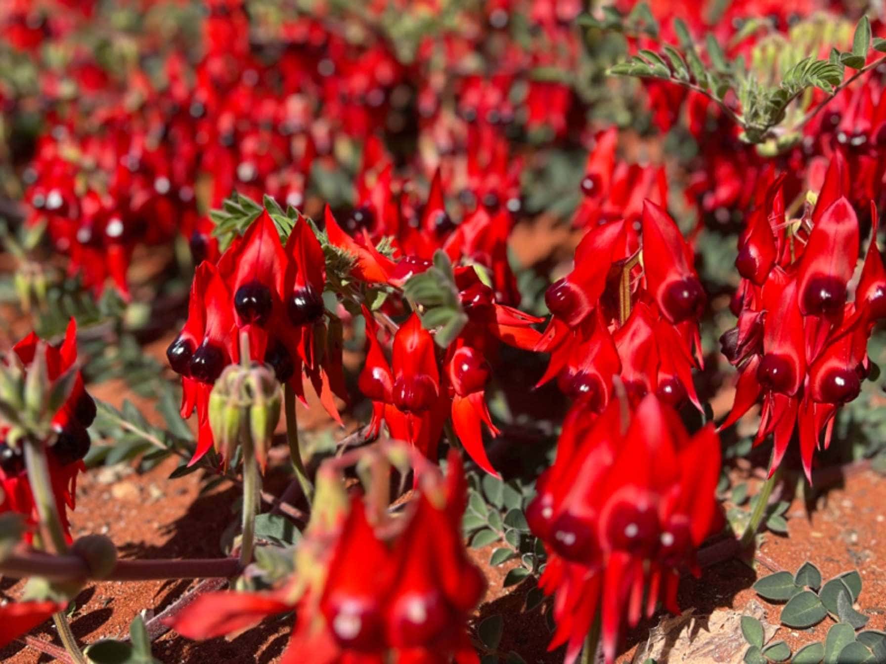 Sturt's Desert Pea